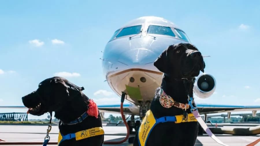 Czy Ryanair przewozi psy? Sprawdź zasady przewozu zwierząt