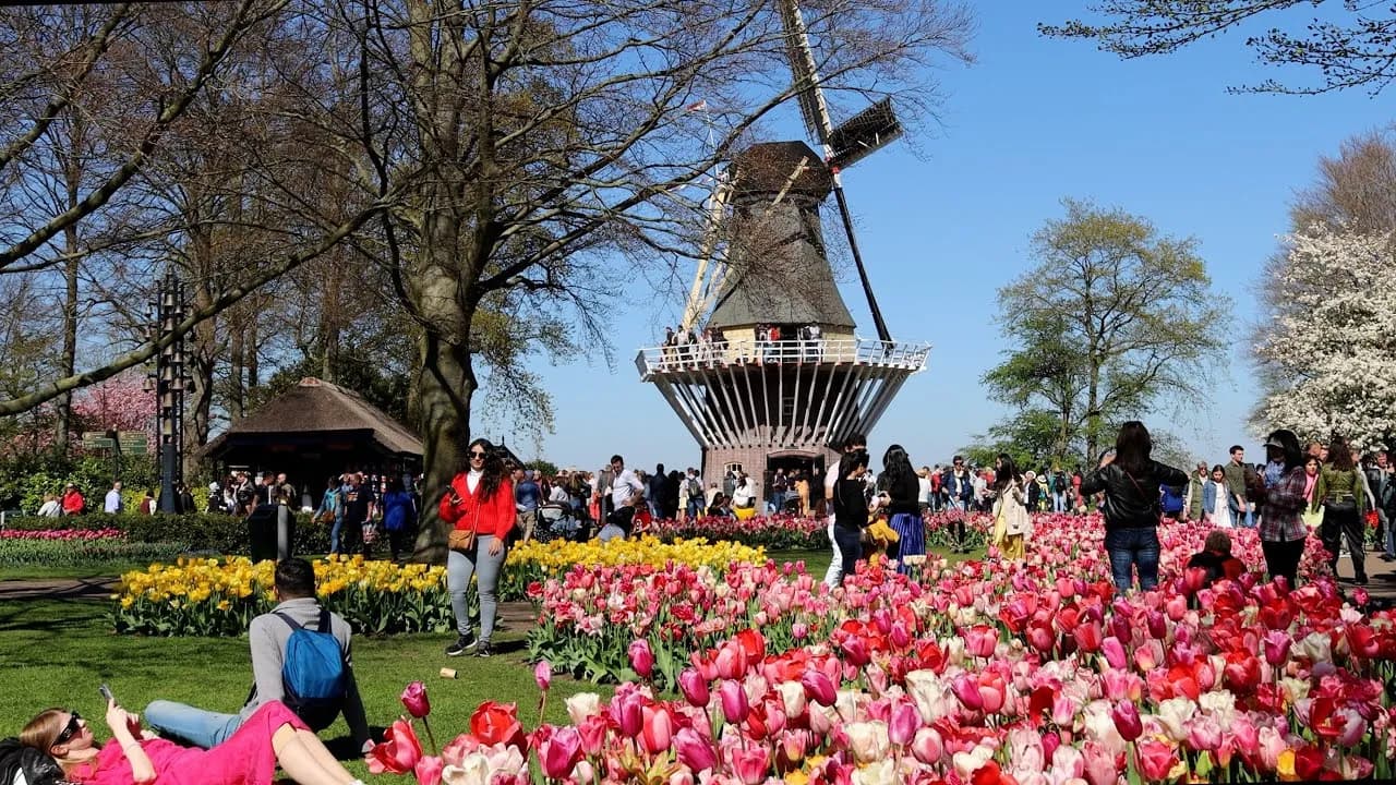 Najlepszy czas na wizytę w Keukenhof: uniknij tłumów i zobacz tulipany w pełni kwitnienia