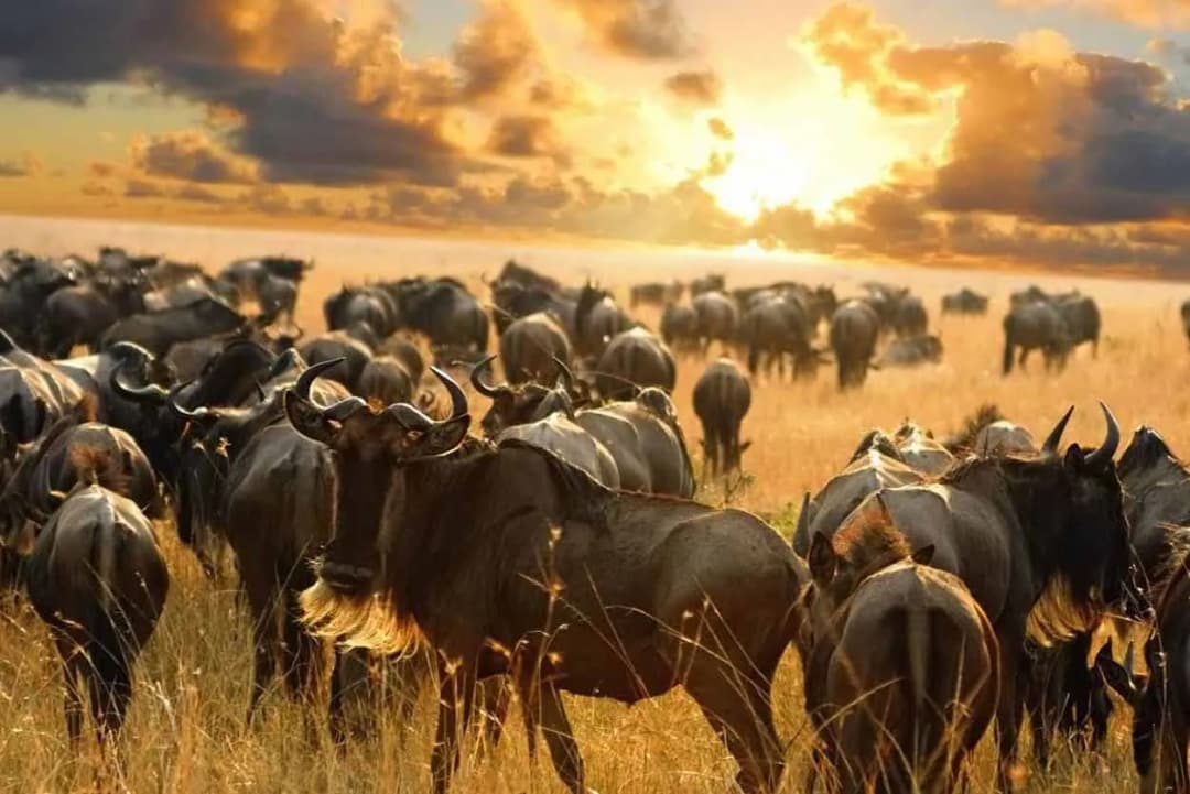 Kiedy jechać do Kenii? Najlepsze miesiące na safari i wypoczynek